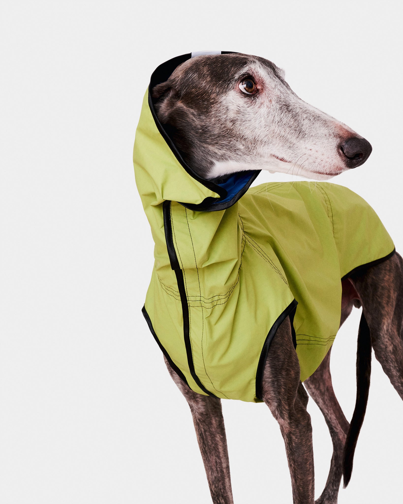 CHUBASQUERO REVERSIBLE - GALGO (ED. LIMITADA)