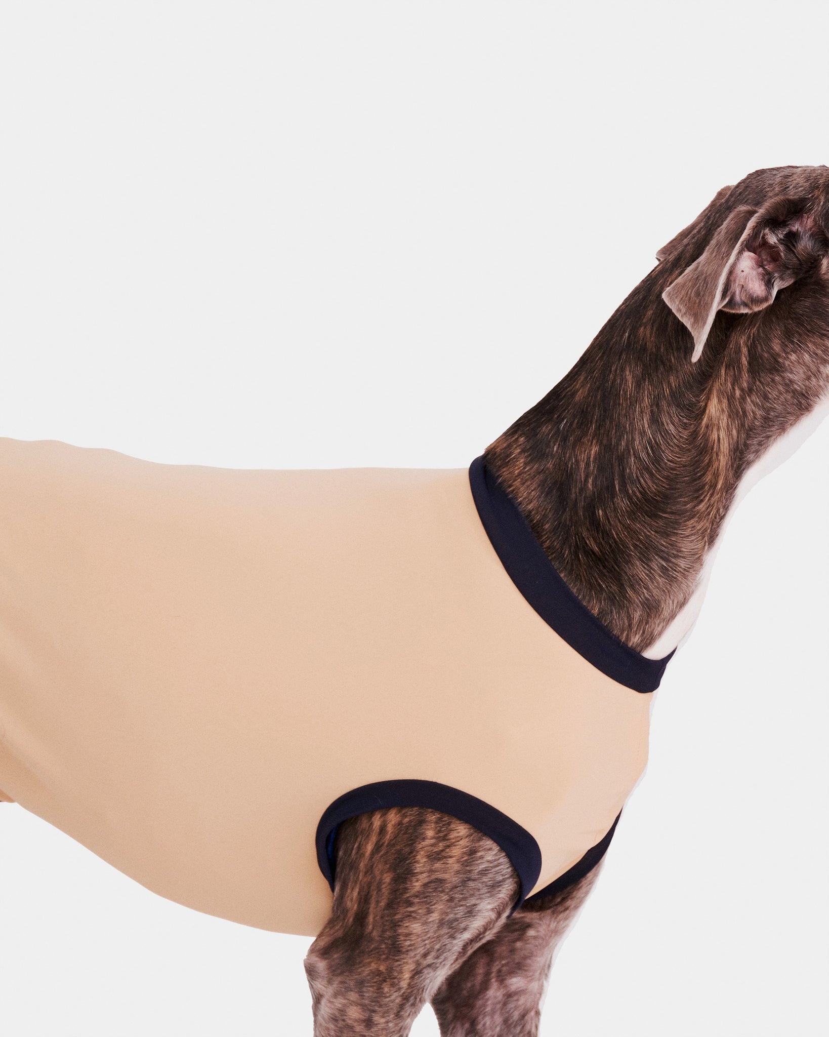 LYCRA BEIGE - GALGO (PREORDER)