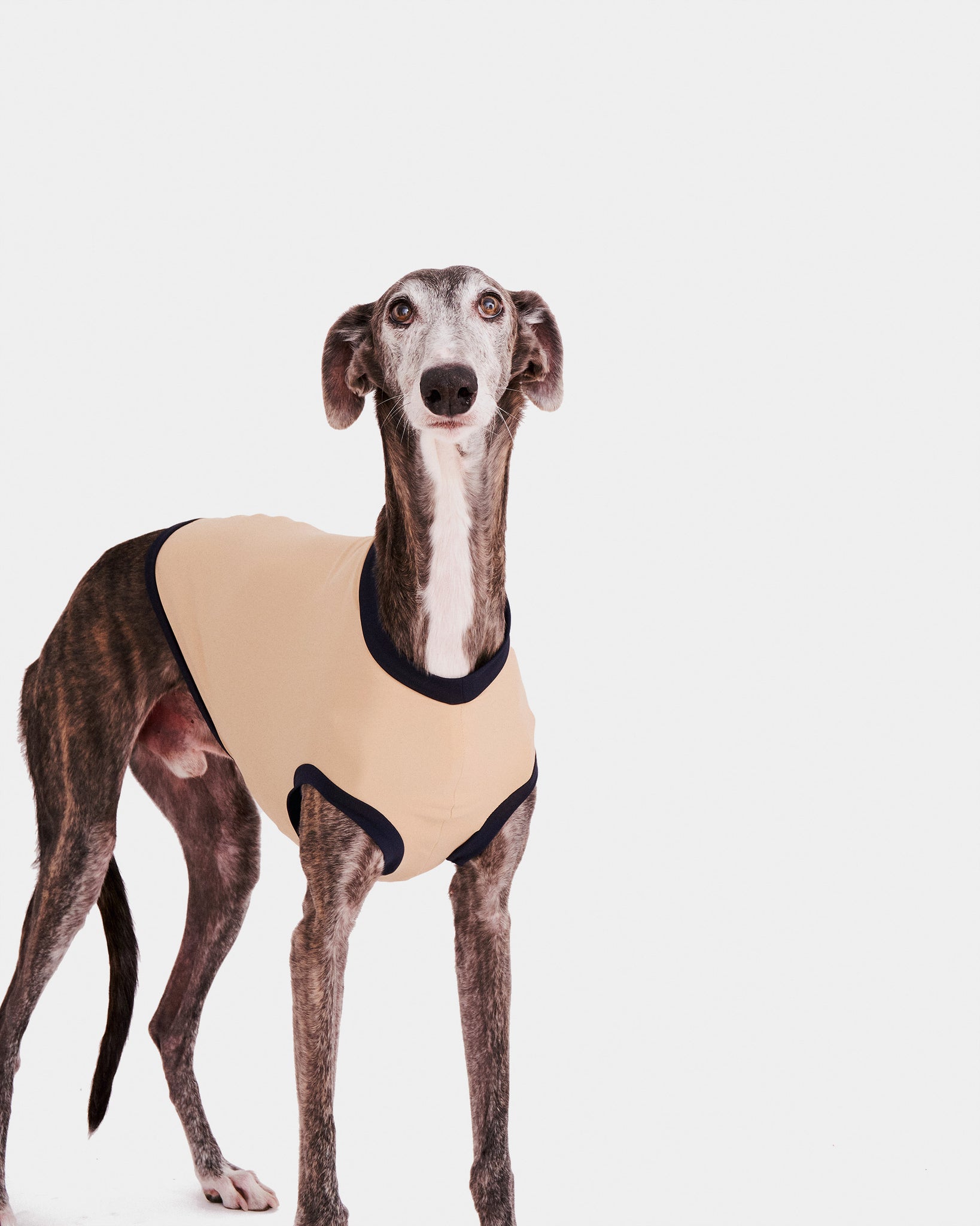 LYCRA BEIGE - GALGO (PREORDER)