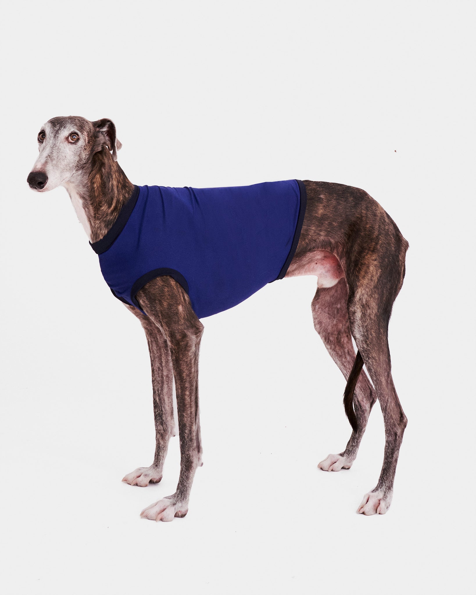 LYCRA AZUL - GALGO (PREORDER)