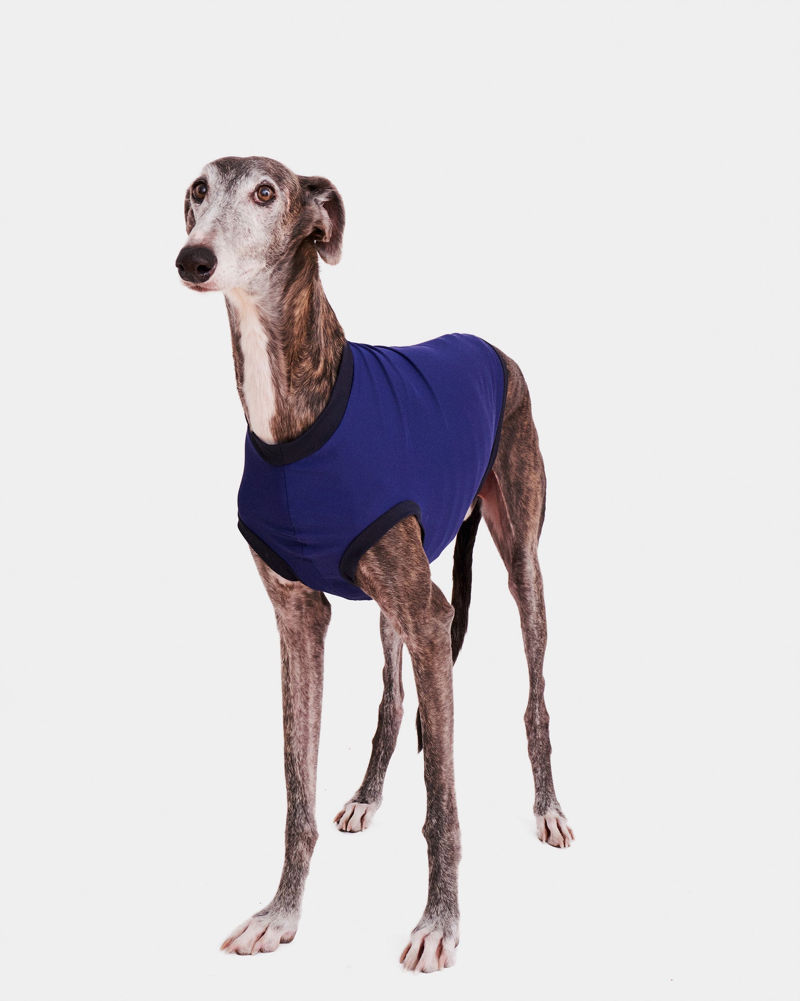 LYCRA AZUL - GALGO (PREORDER)