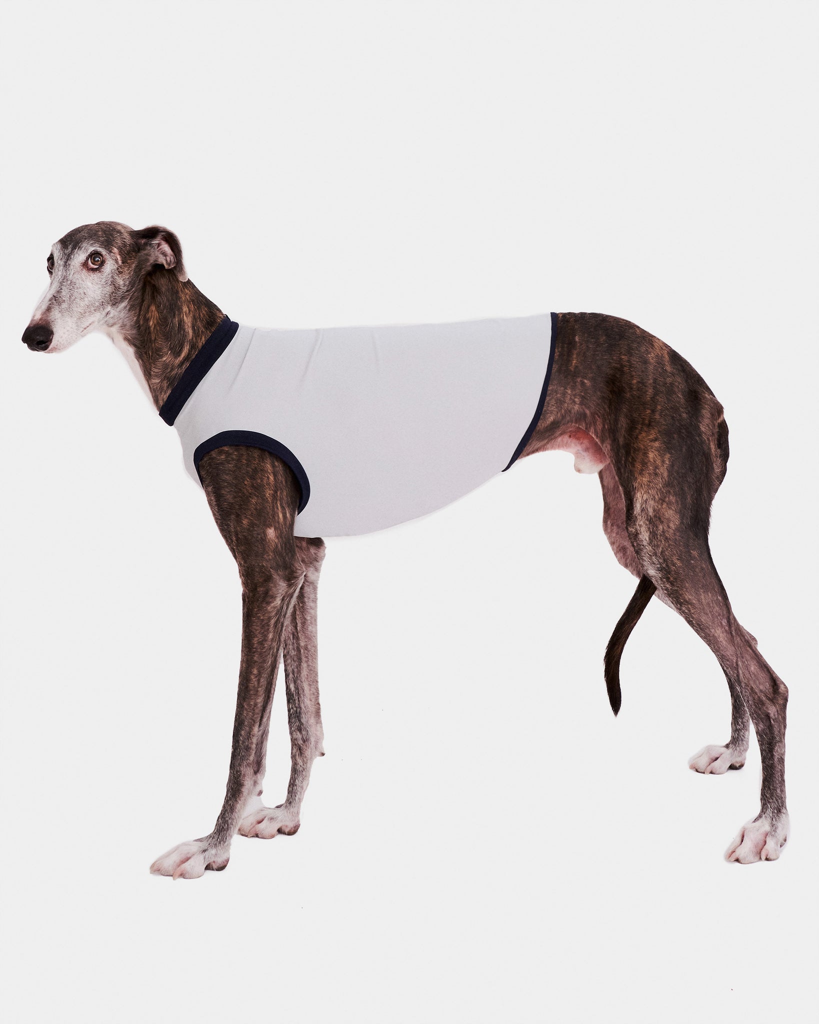LYCRA GRIS - GALGO (PREORDER)
