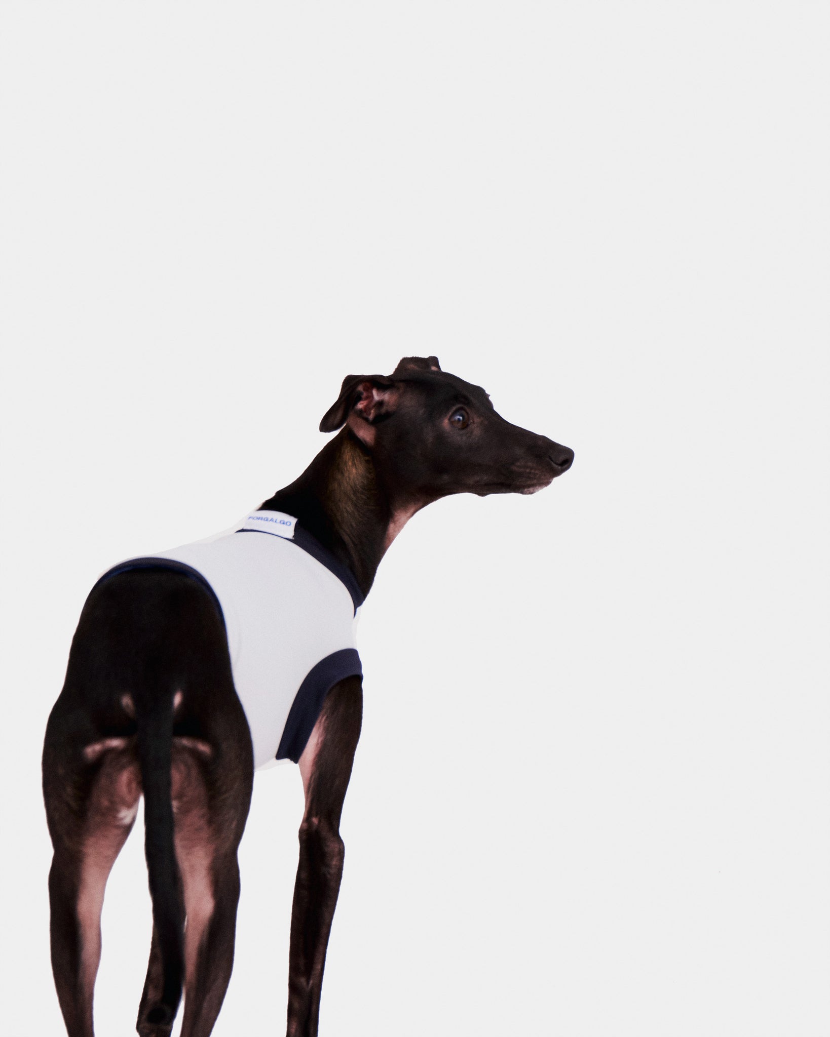 LYCRA GRIS - IGGY (PREORDER)