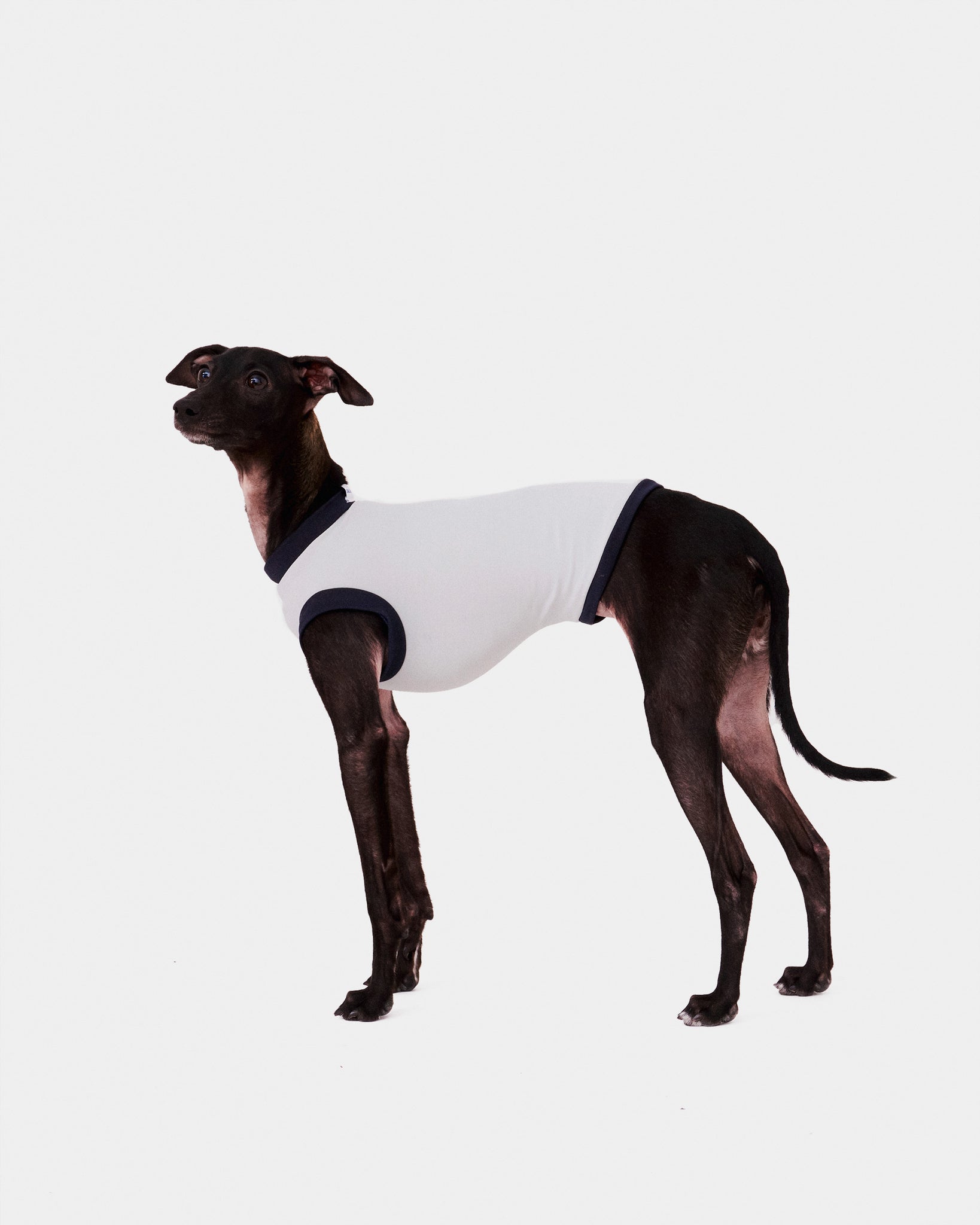 LYCRA GRIS - WHIPPET (PREORDER)