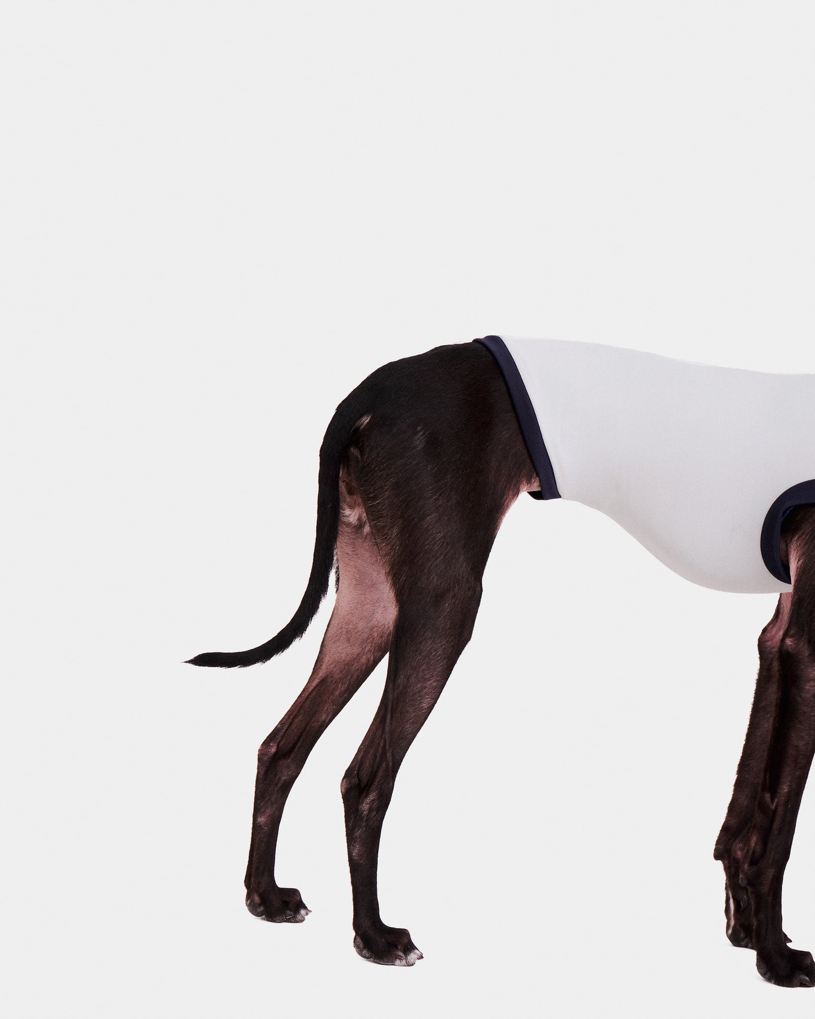 LYCRA GRIS - IGGY (PREORDER)