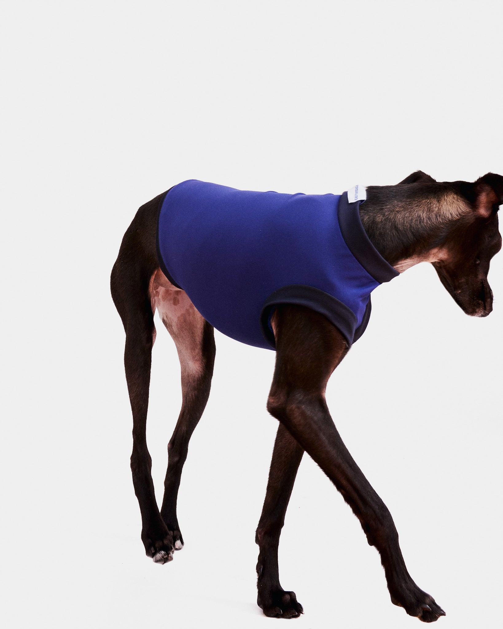 LYCRA AZUL - IGGY (PREORDER)
