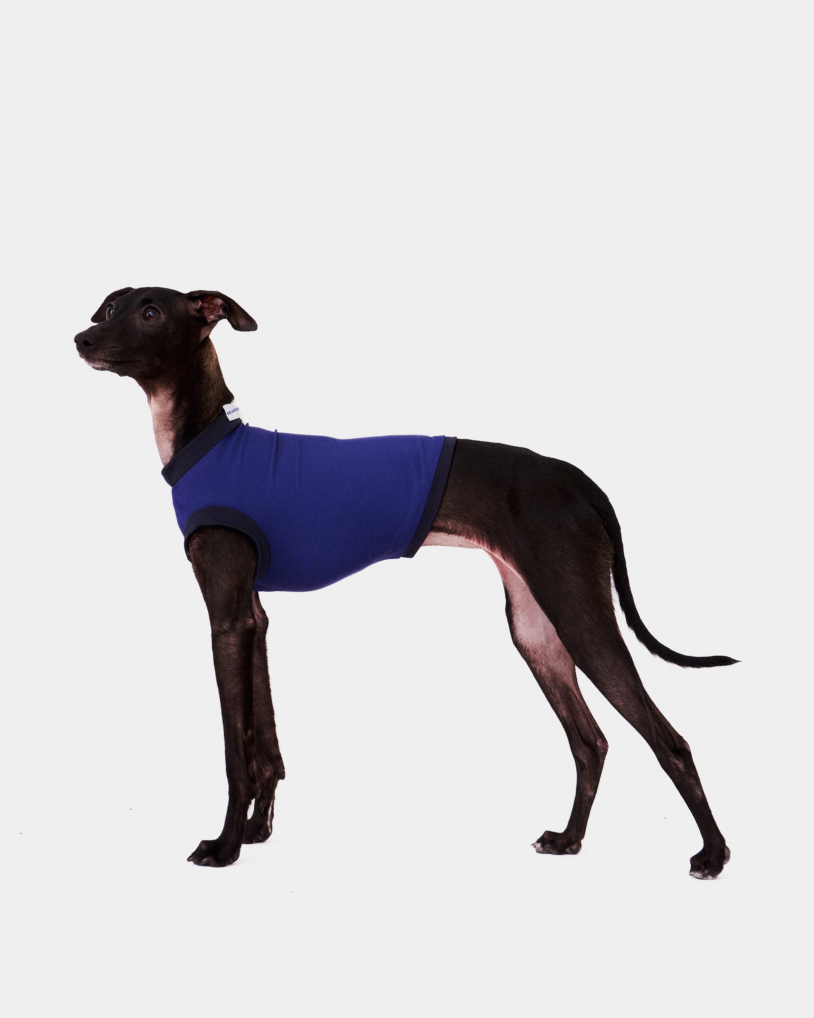 LYCRA AZUL - WHIPPET (PREORDER)