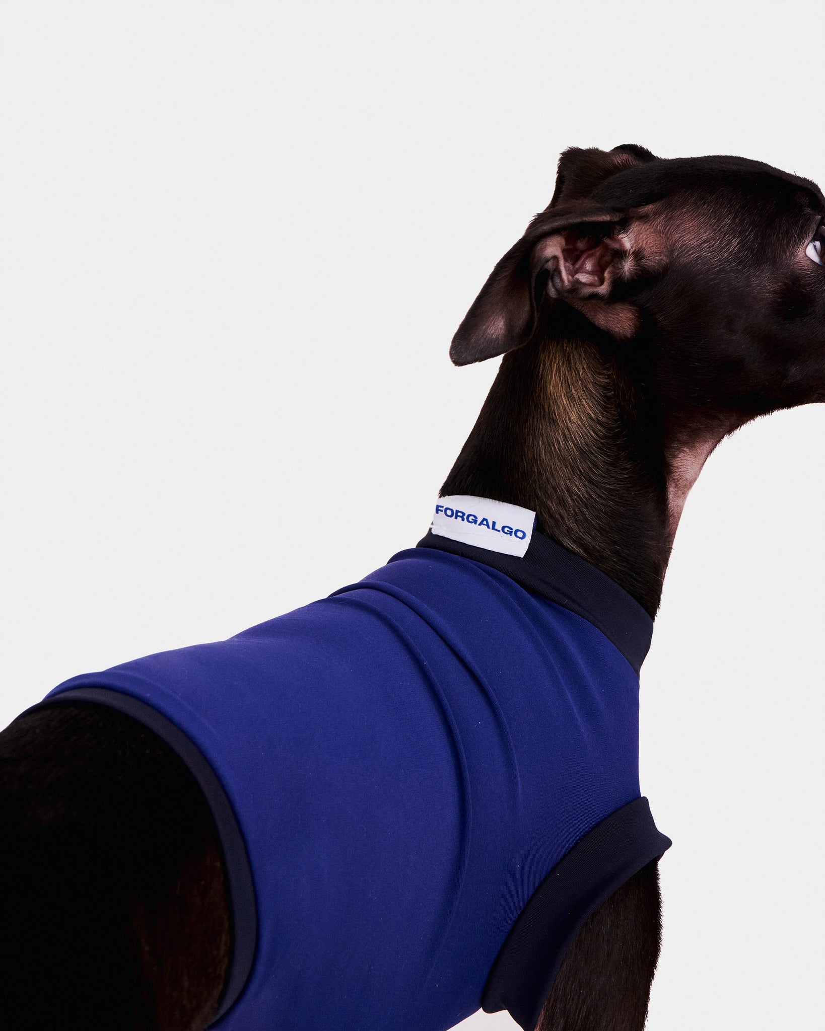 LYCRA AZUL - IGGY (PREORDER)