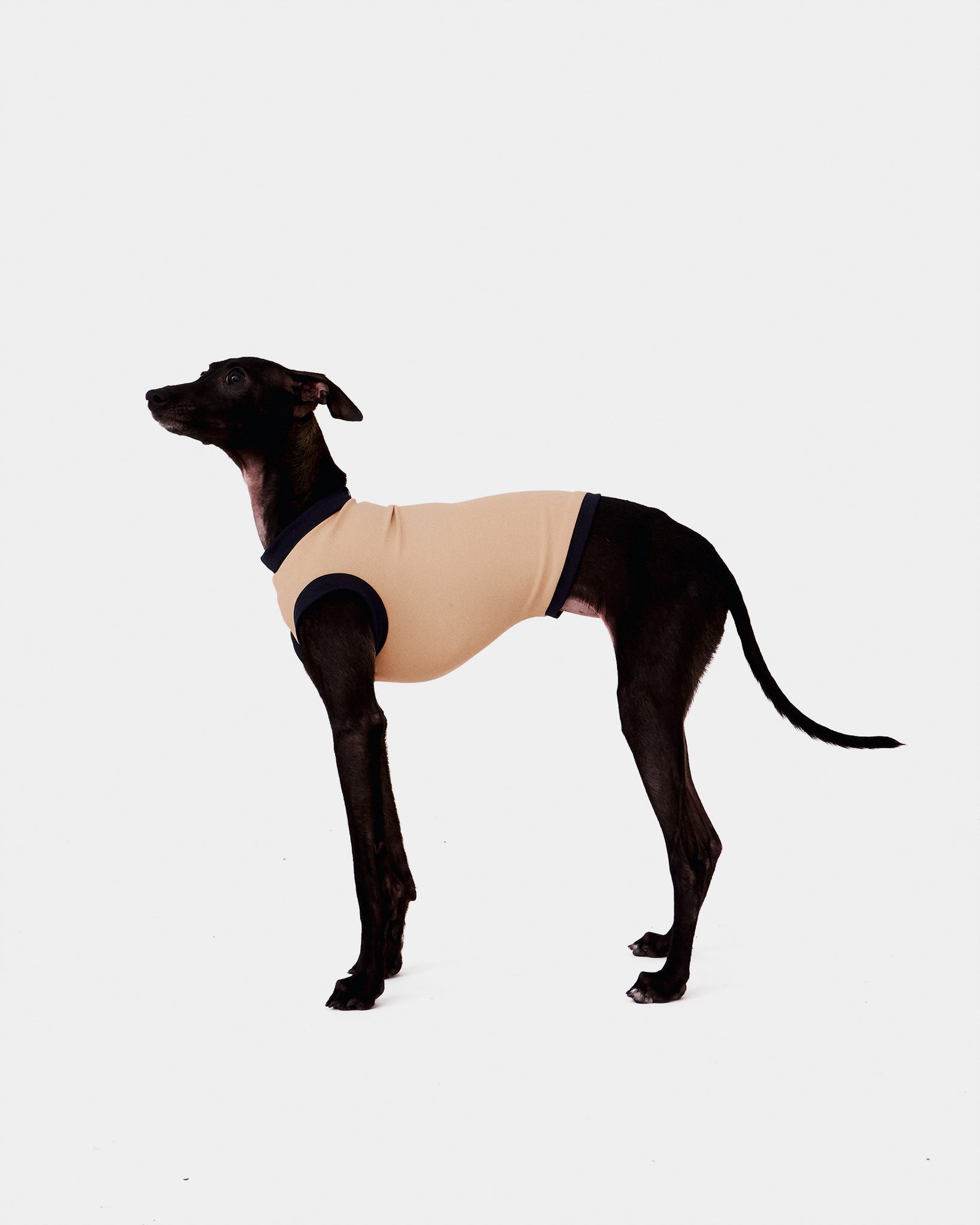 LYCRA BEIGE - IGGY (PREORDER)