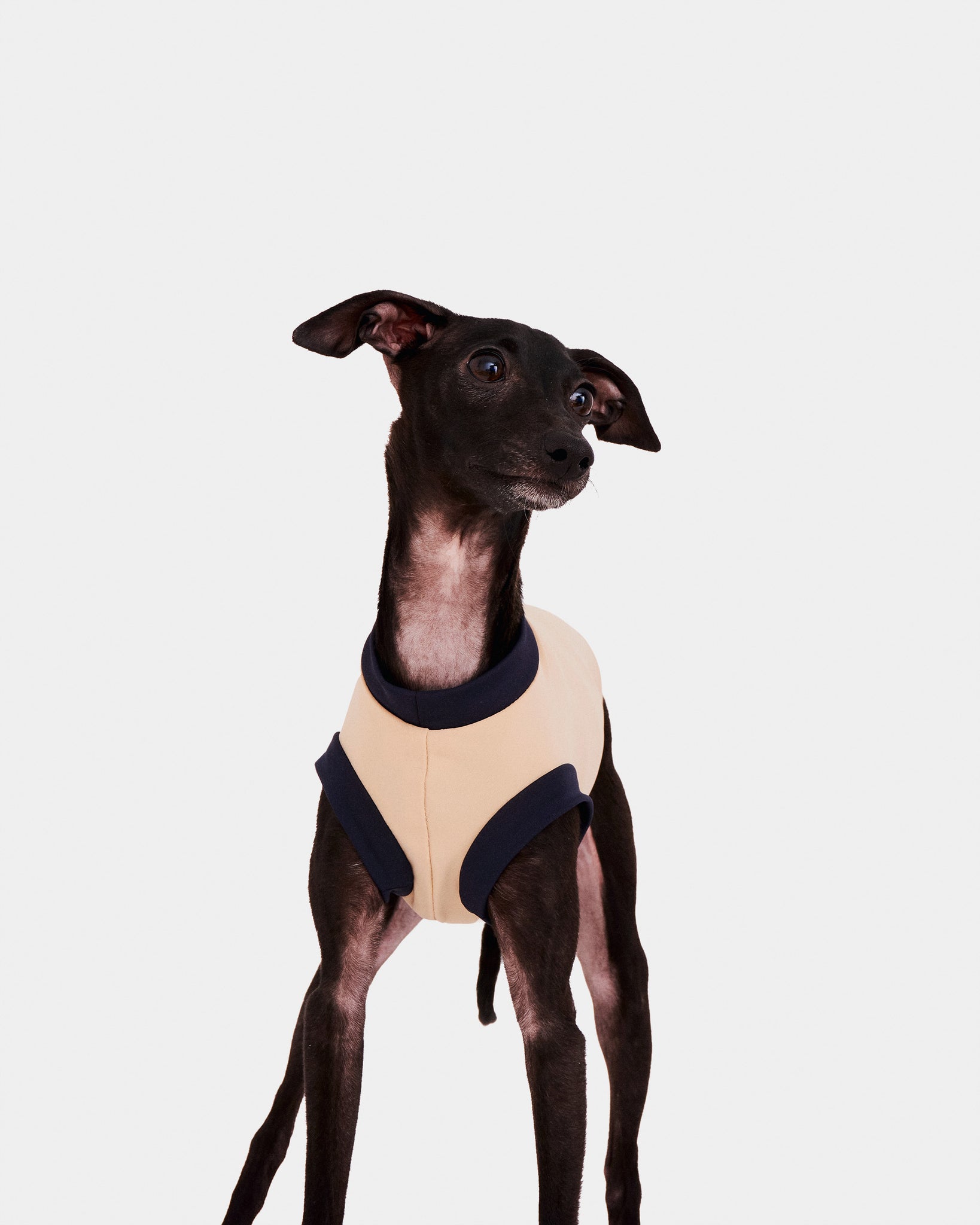 LYCRA BEIGE - IGGY (PREORDER)