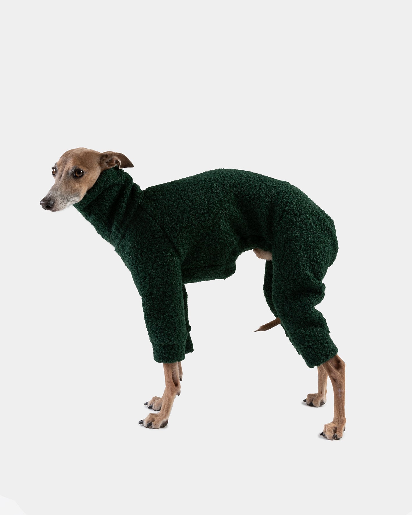 SUDADERA BOUCLE VERDE 4 PATAS - WHIPPET (BAJO PEDIDO)