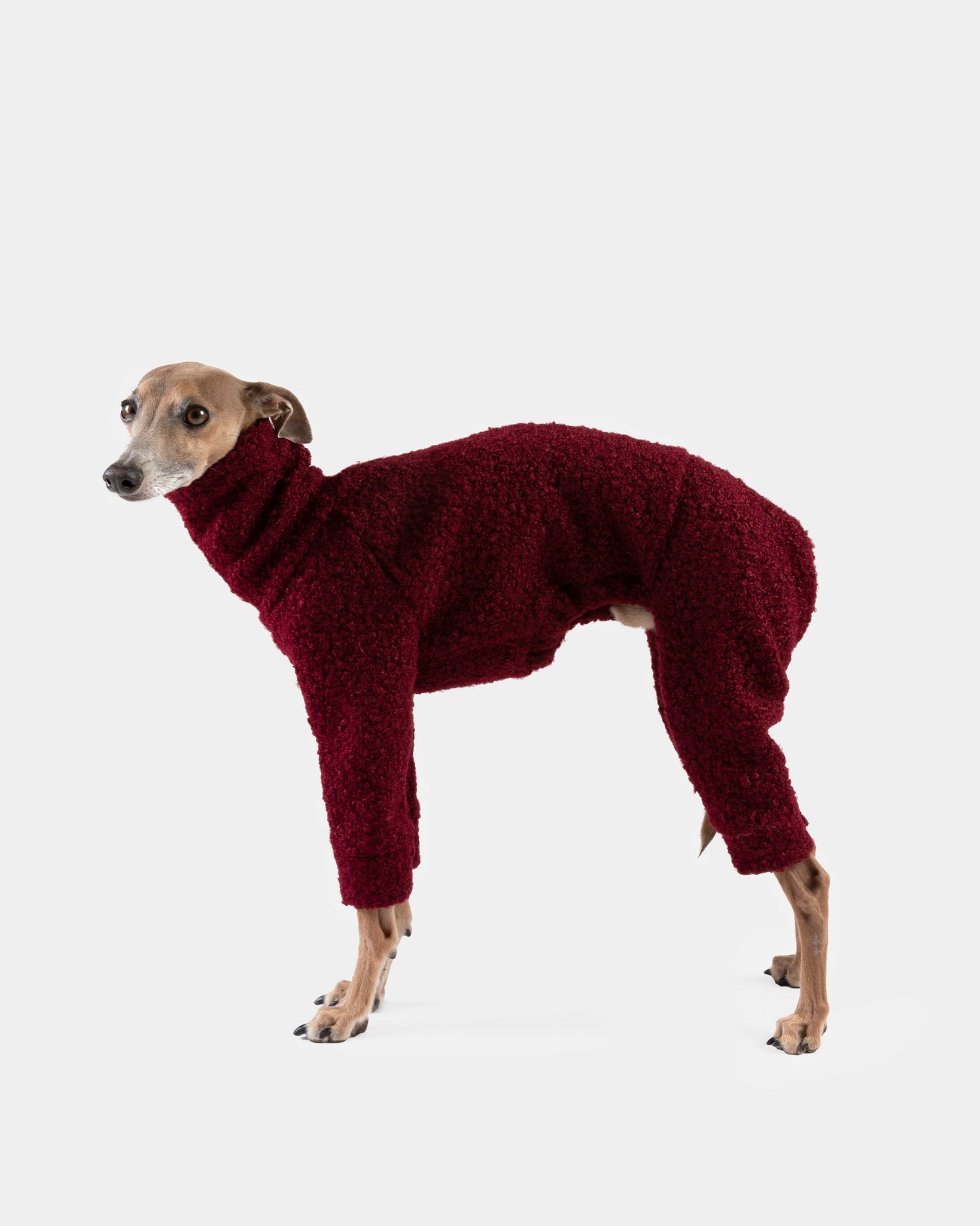 SUDADERA BOUCLE GRANATE 4 PATAS - WHIPPET SOLD OUT