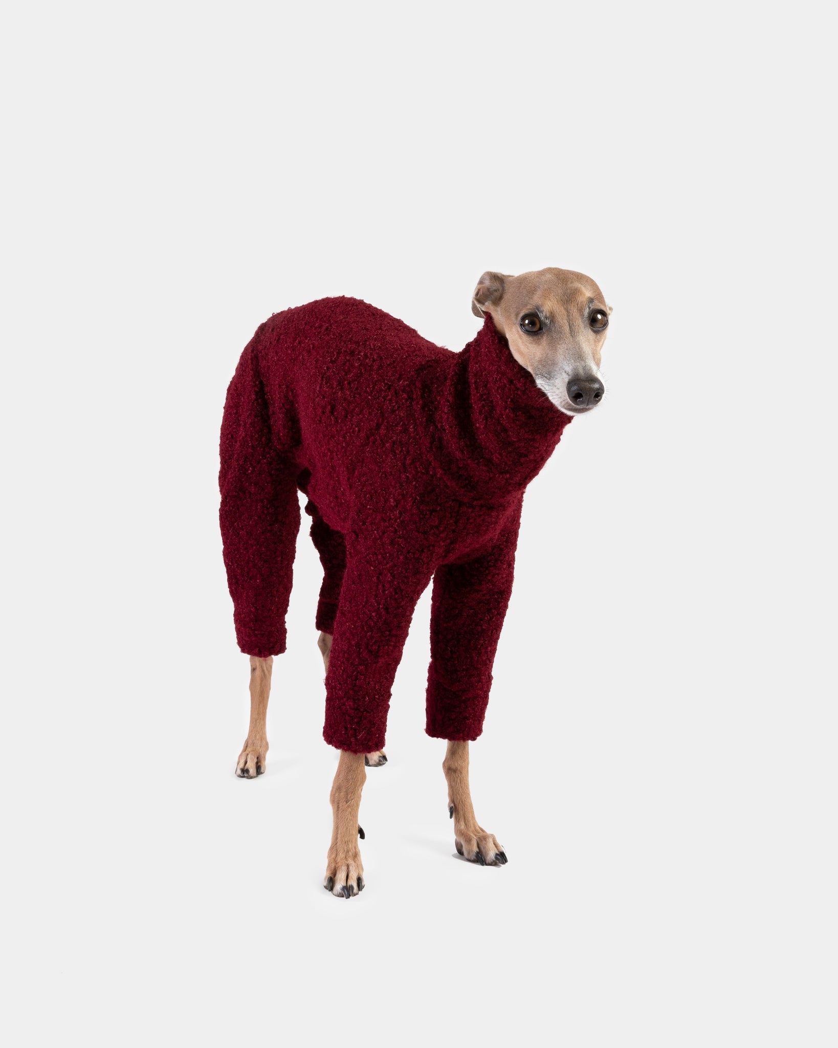 SUDADERA BOUCLE GRANATE 4 PATAS - WHIPPET SOLD OUT