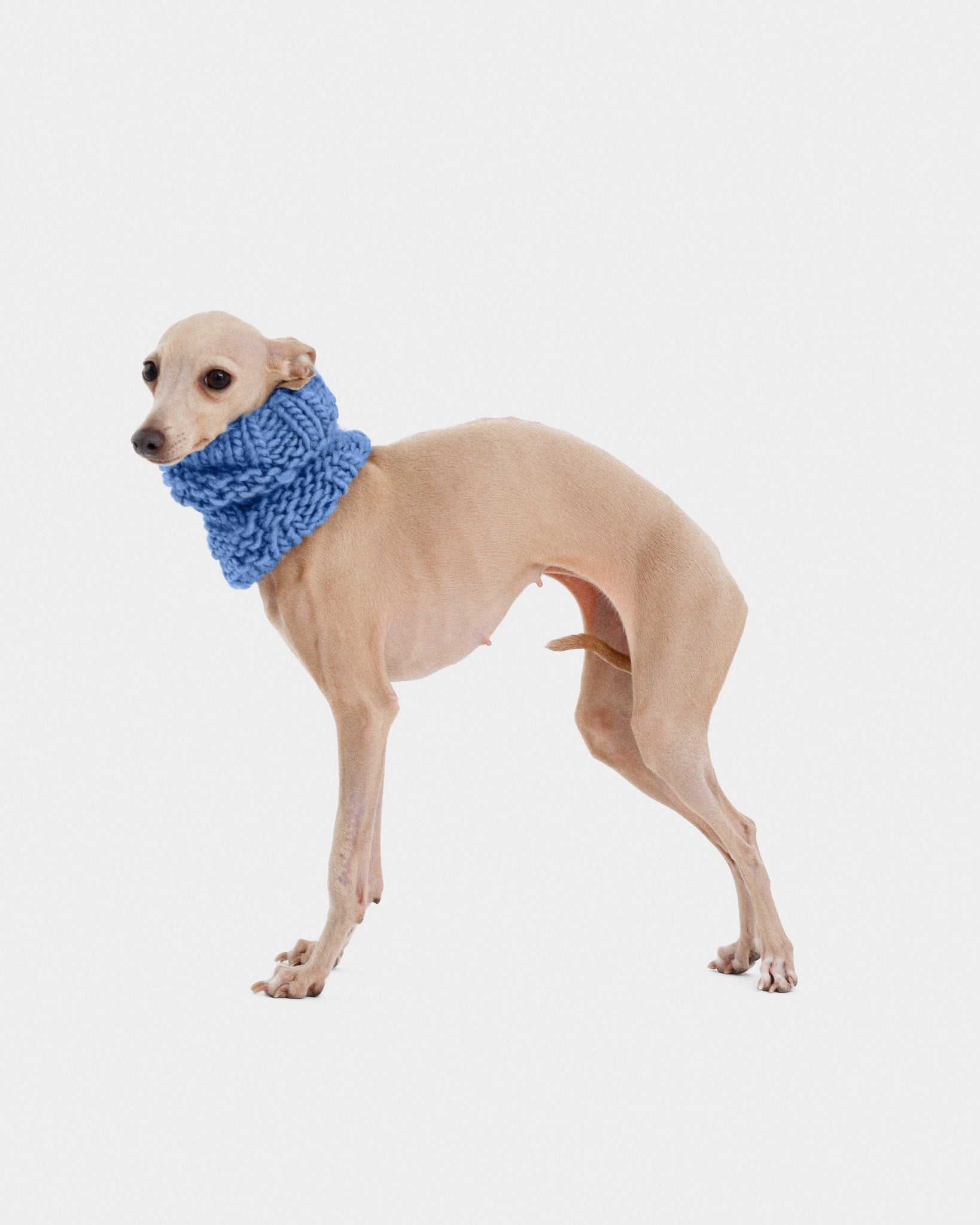 CUELLO PUNTO AZUL - WHIPPET (A MEDIDA)