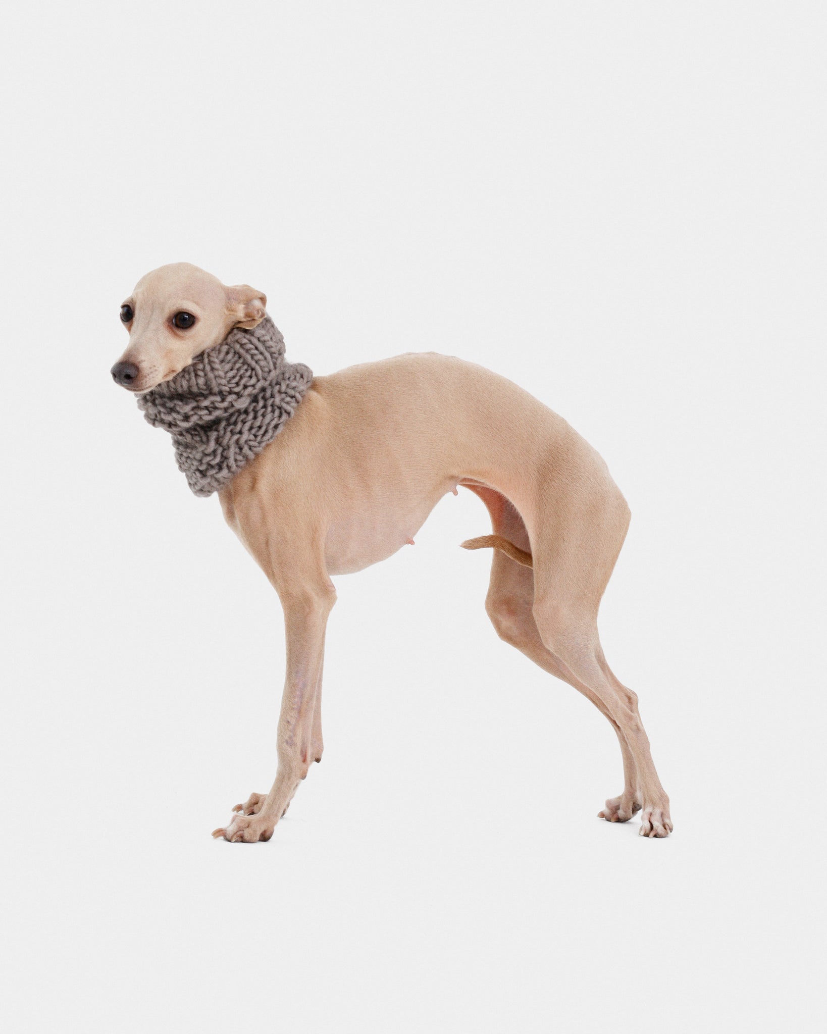 CUELLO PUNTO GRIS - WHIPPET (A MEDIDA)