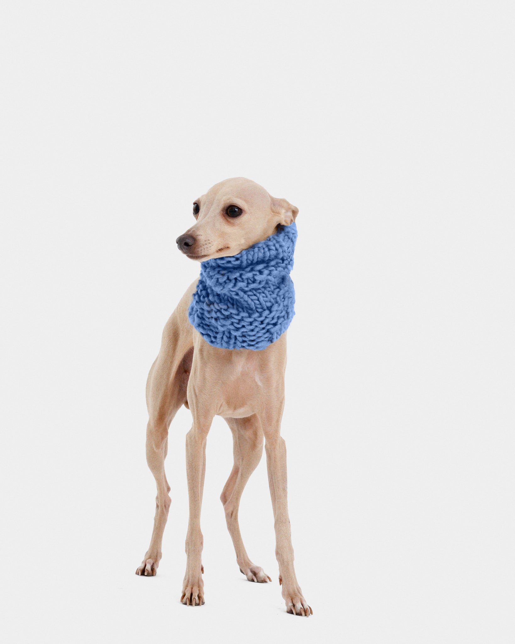 CUELLO PUNTO AZUL - IGGY (A MEDIDA)