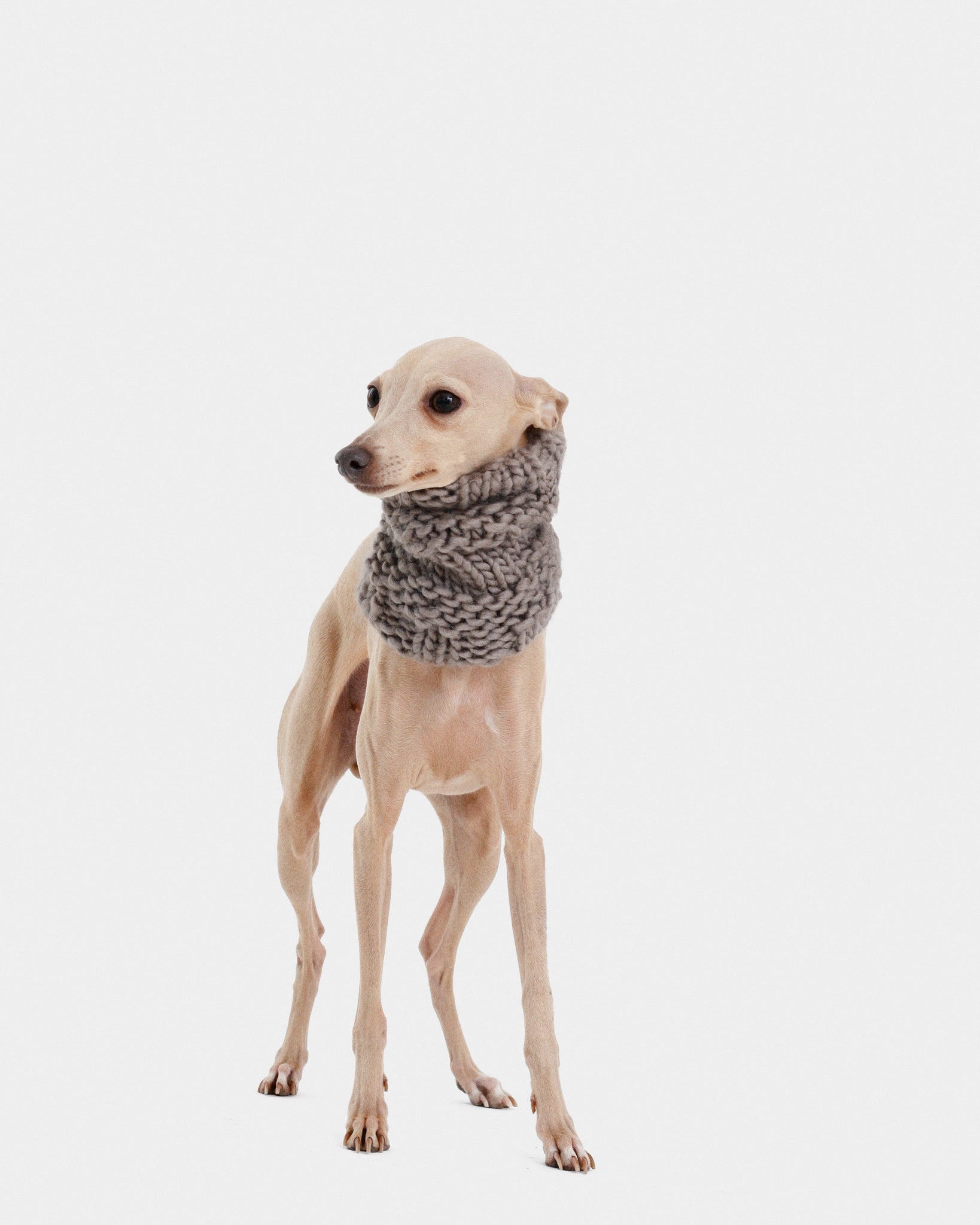 CUELLO PUNTO GRIS - IGGY (A MEDIDA)