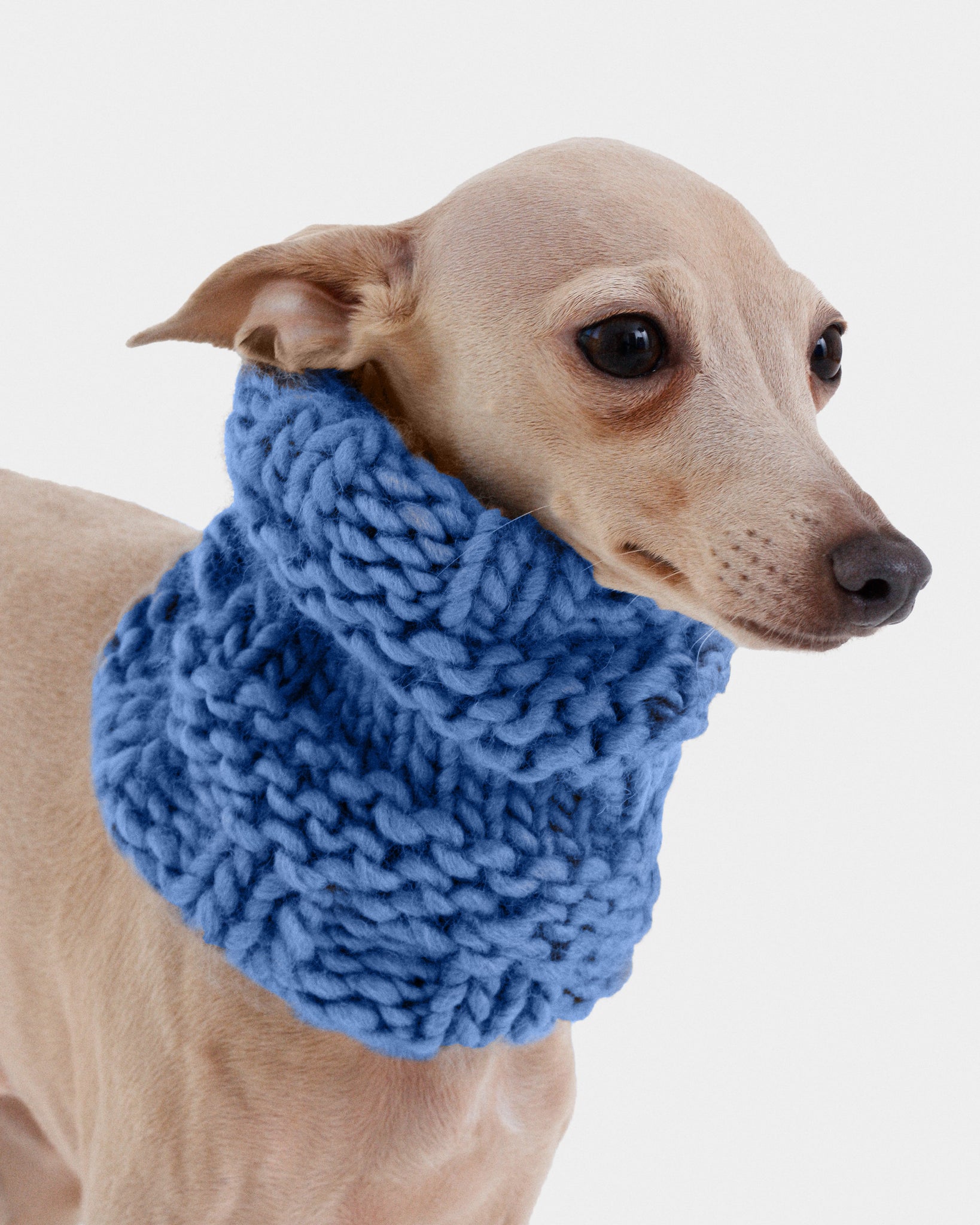 CUELLO PUNTO AZUL - IGGY (A MEDIDA)