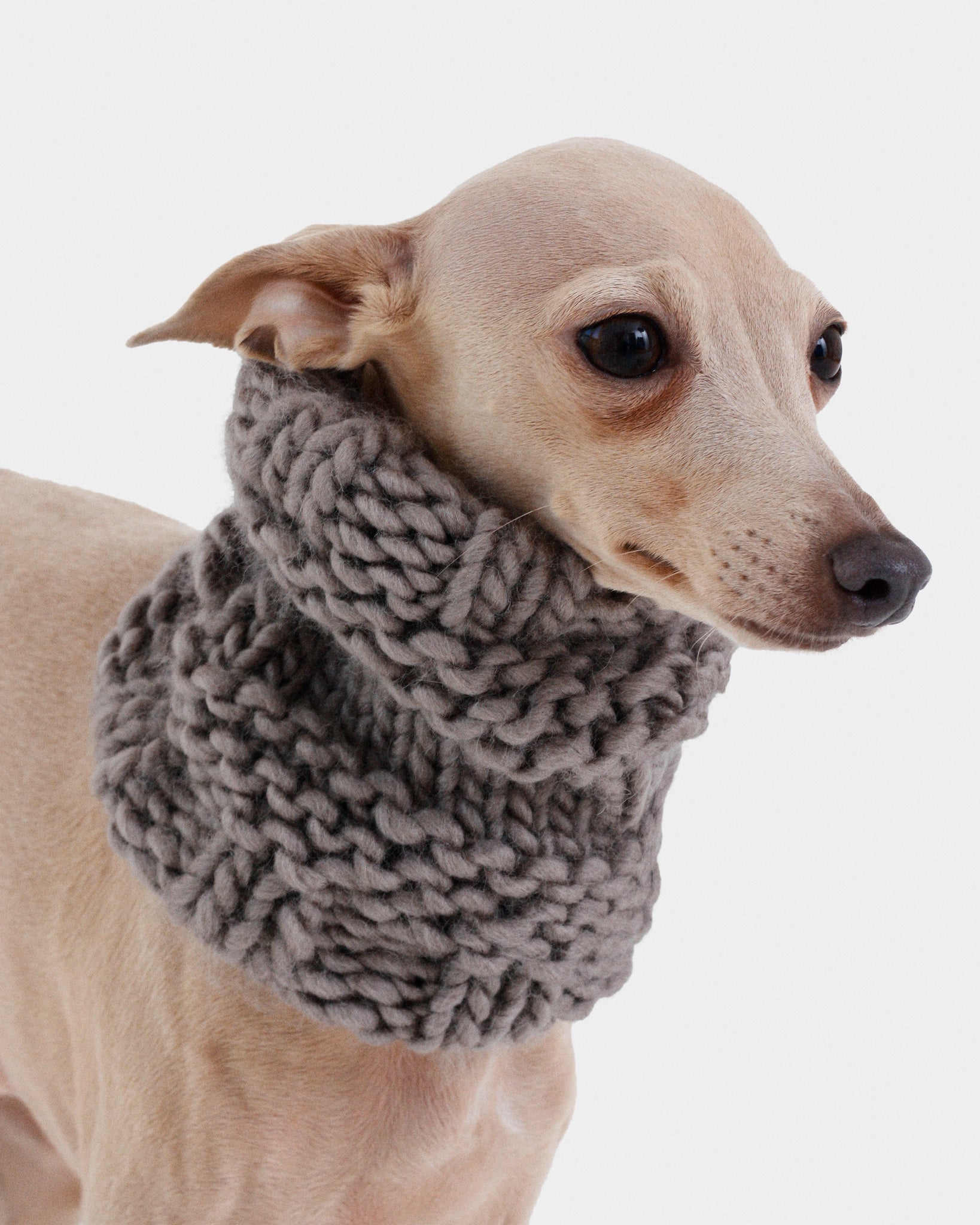 CUELLO PUNTO GRIS - IGGY (A MEDIDA)