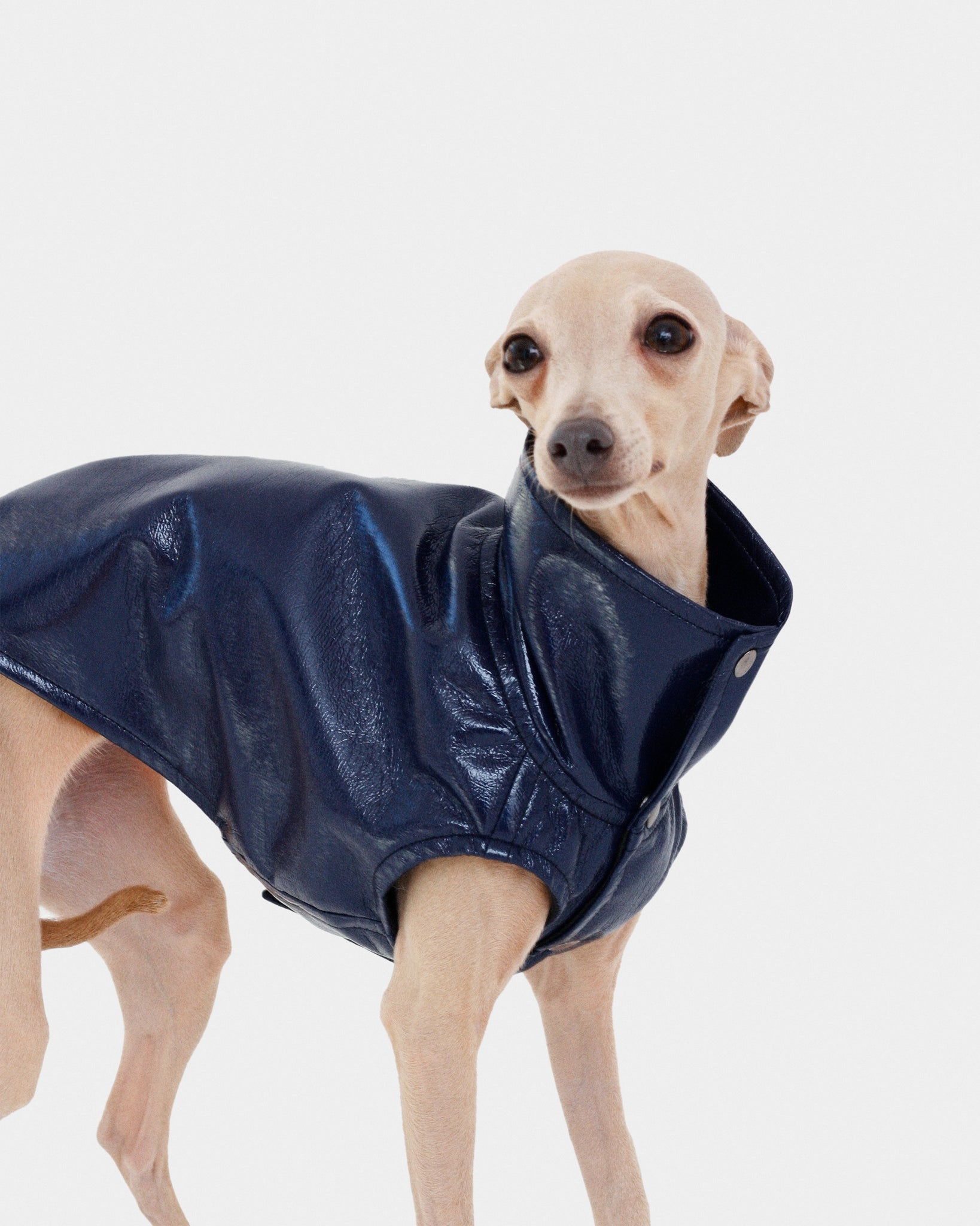 CHALECO REVERSIBLE WATERPROOF - WHIPPET