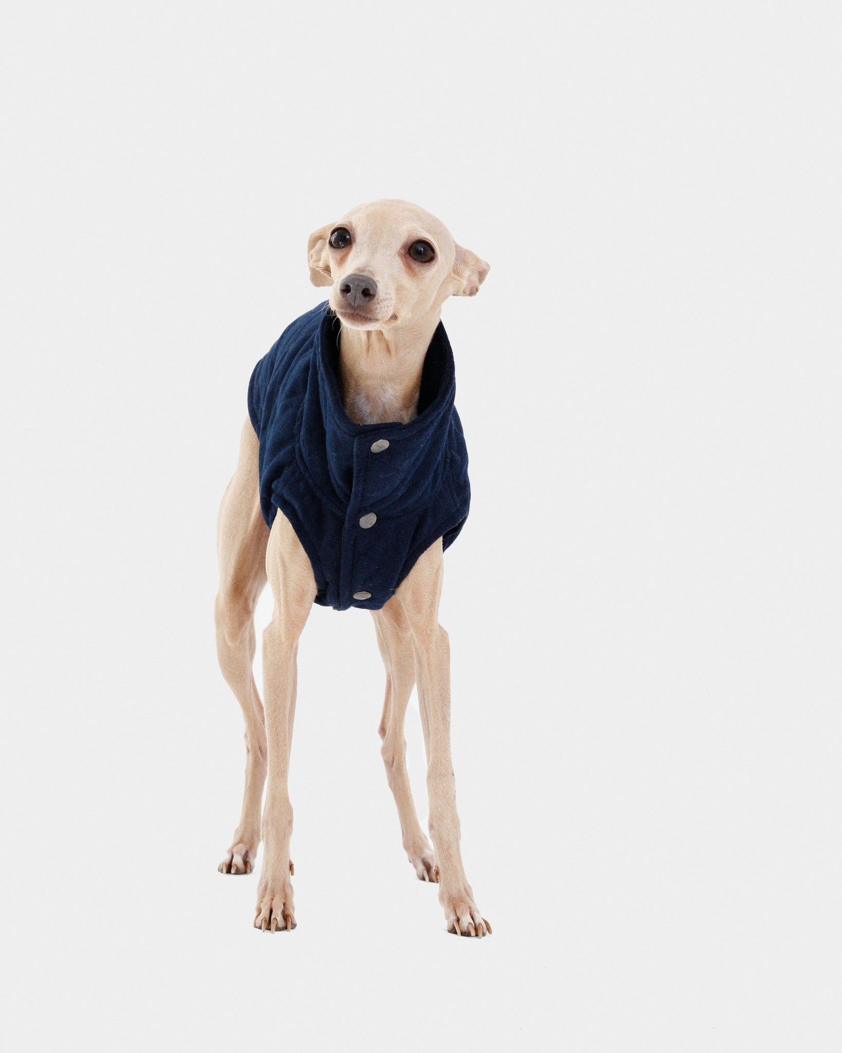 CHALECO REVERSIBLE TERCIOPELO ED. LIMITADA - WHIPPET (BAJO PEDIDO)