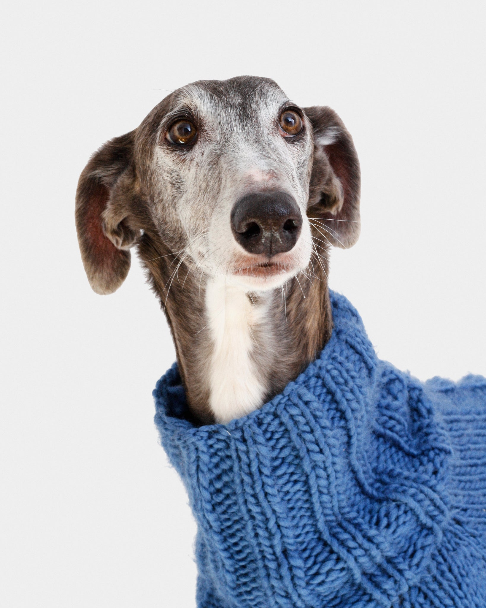 JERSEY PUNTO AZUL - GALGO (A MEDIDA)