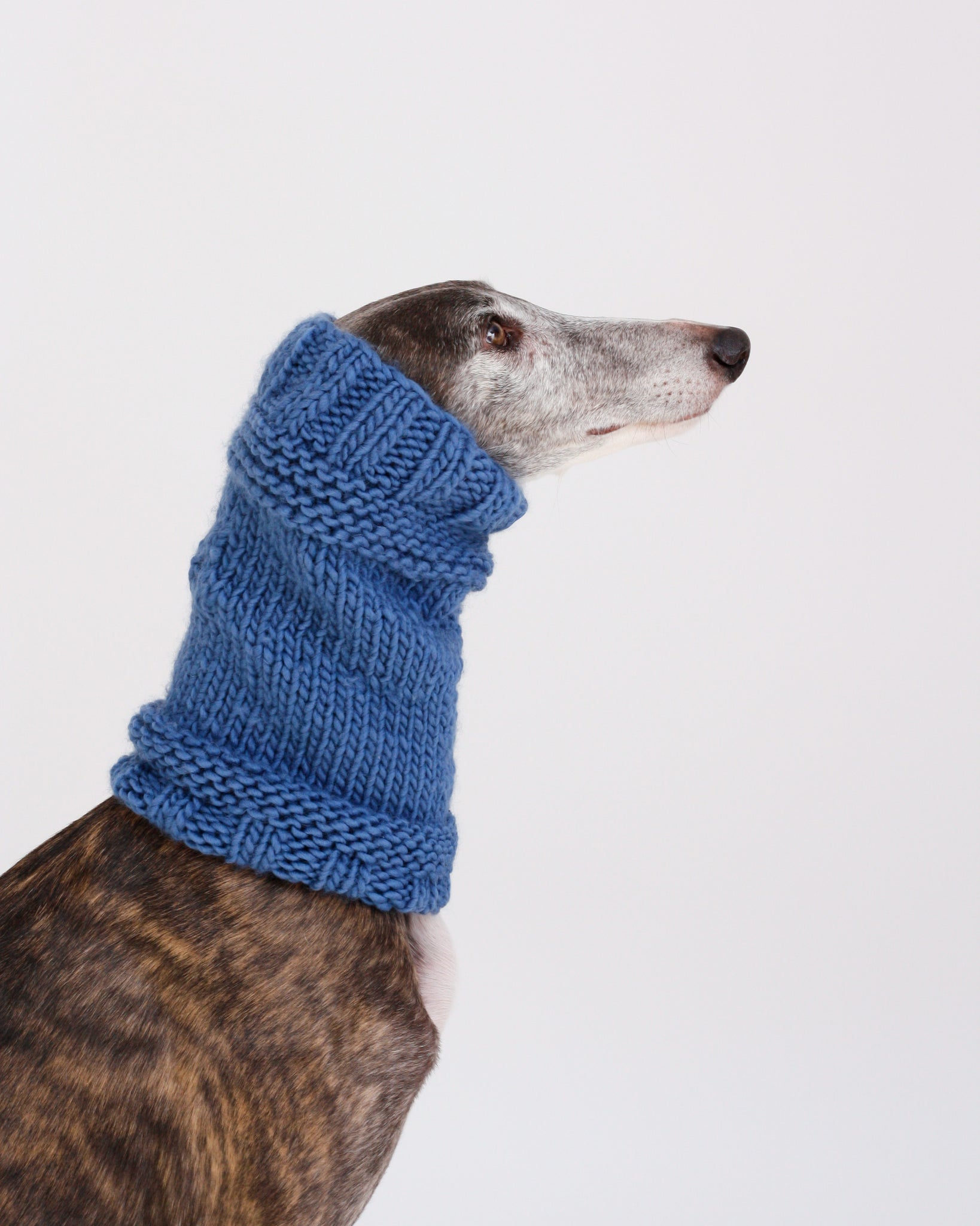 CUELLO PUNTO AZUL - GALGO (A MEDIDA)
