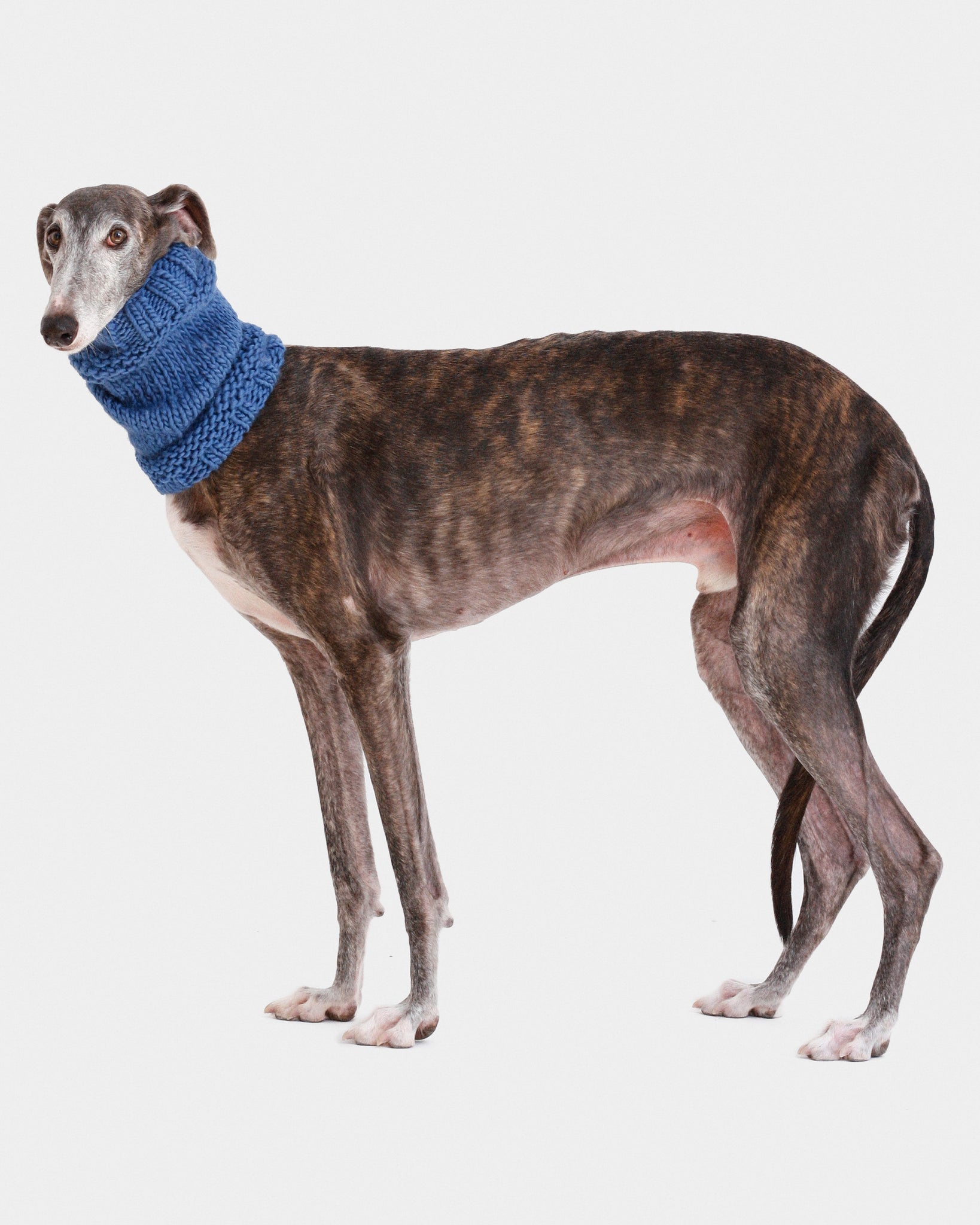 CUELLO PUNTO AZUL - GALGO (A MEDIDA)