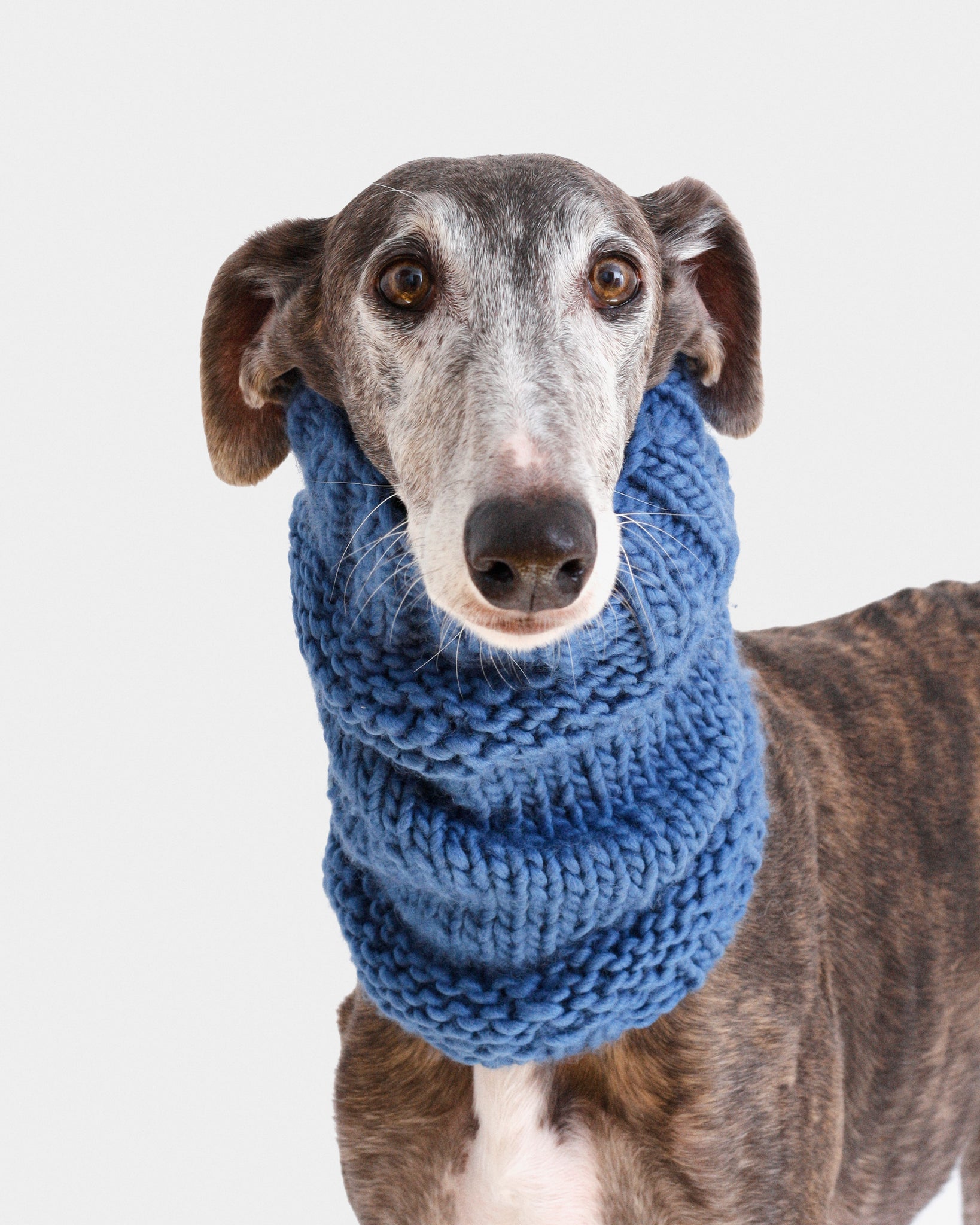 CUELLO PUNTO AZUL - GALGO (A MEDIDA)