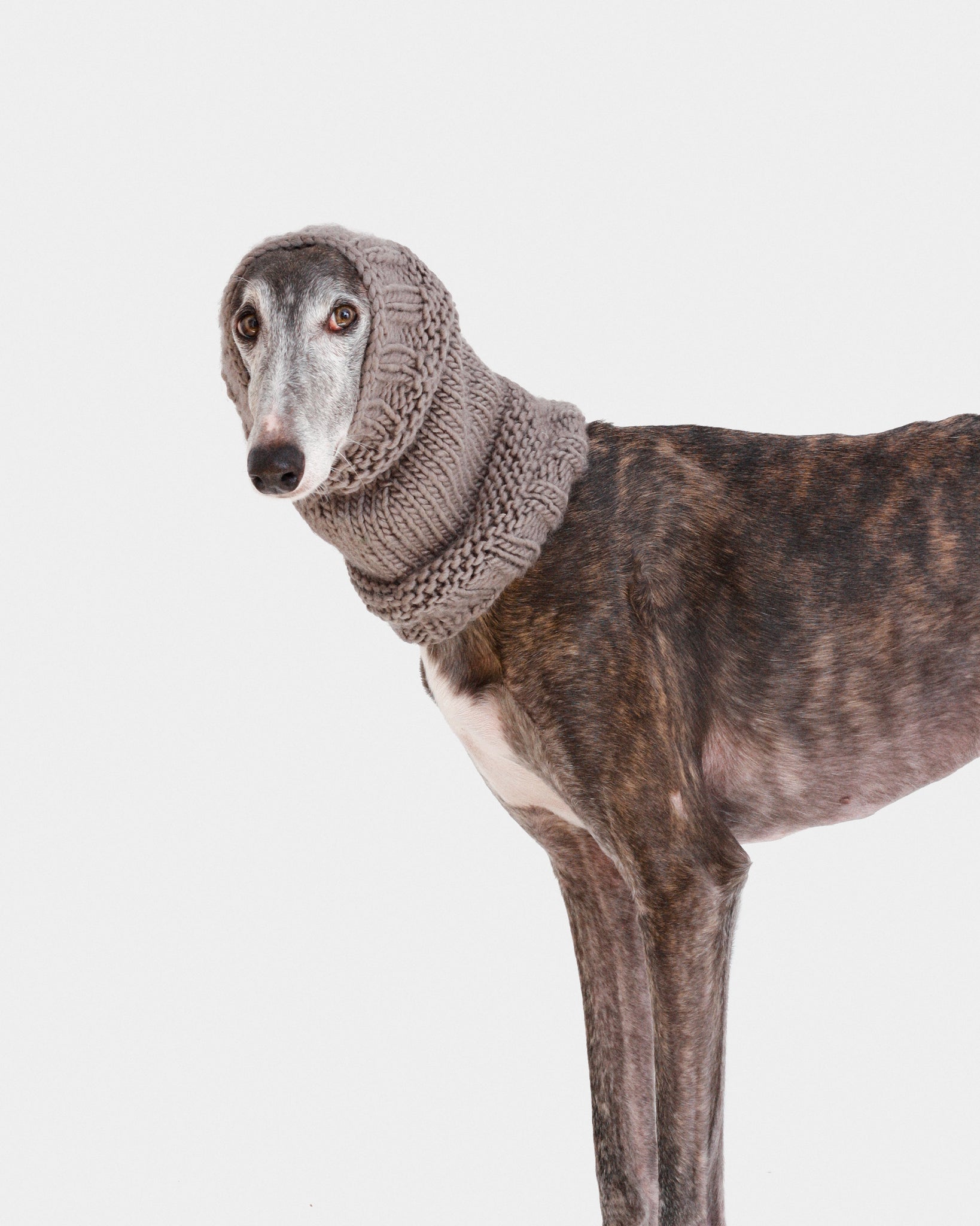 CUELLO PUNTO GRIS - GALGO (A MEDIDA)
