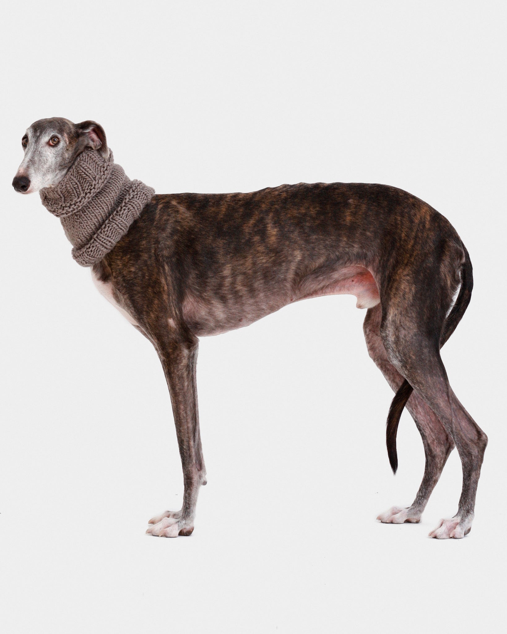 CUELLO PUNTO GRIS - GALGO (A MEDIDA)