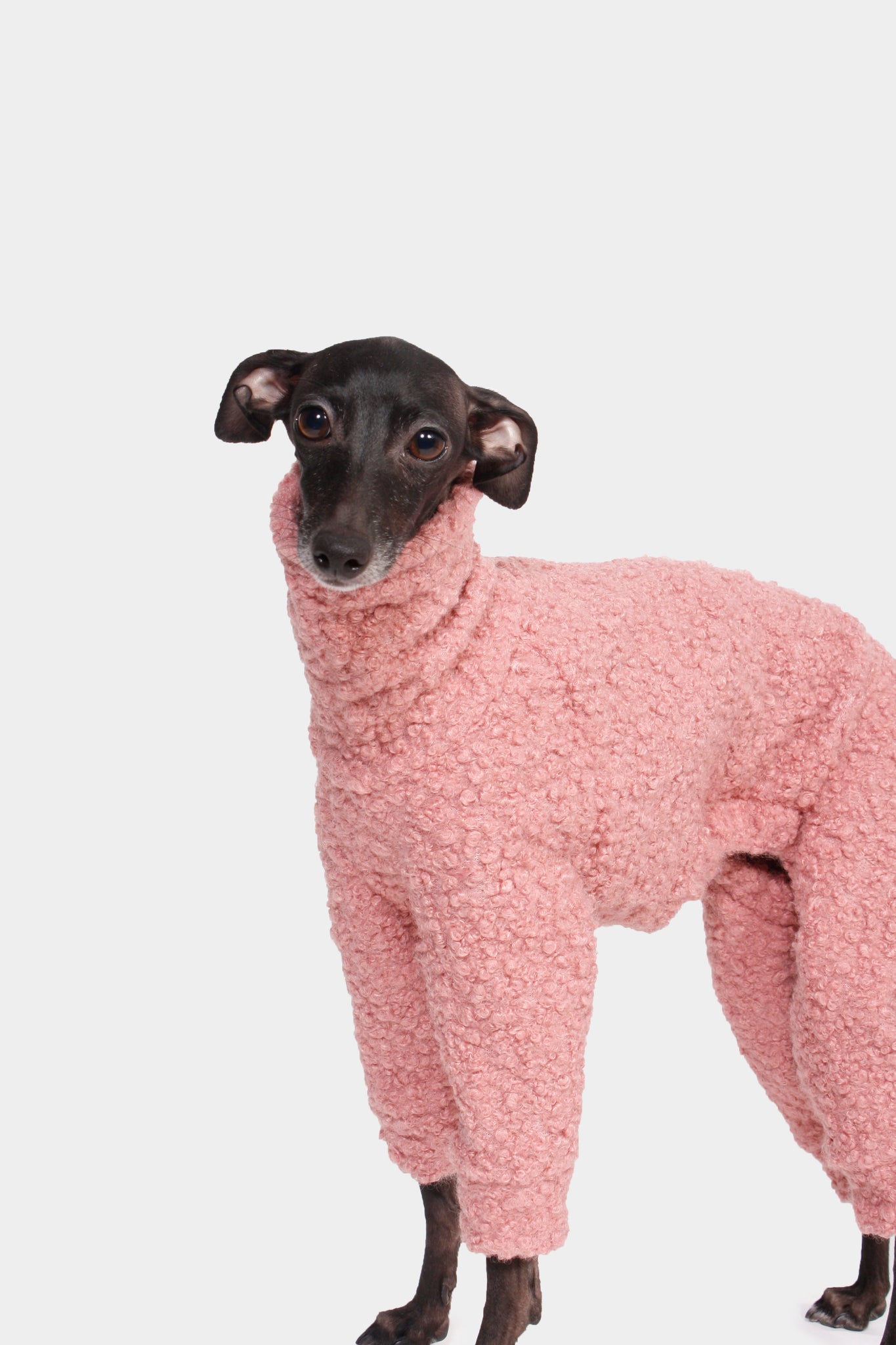 SUDADERA BOUCLE ROSA 4 PATAS - WHIPPET (BAJO PEDIDO)