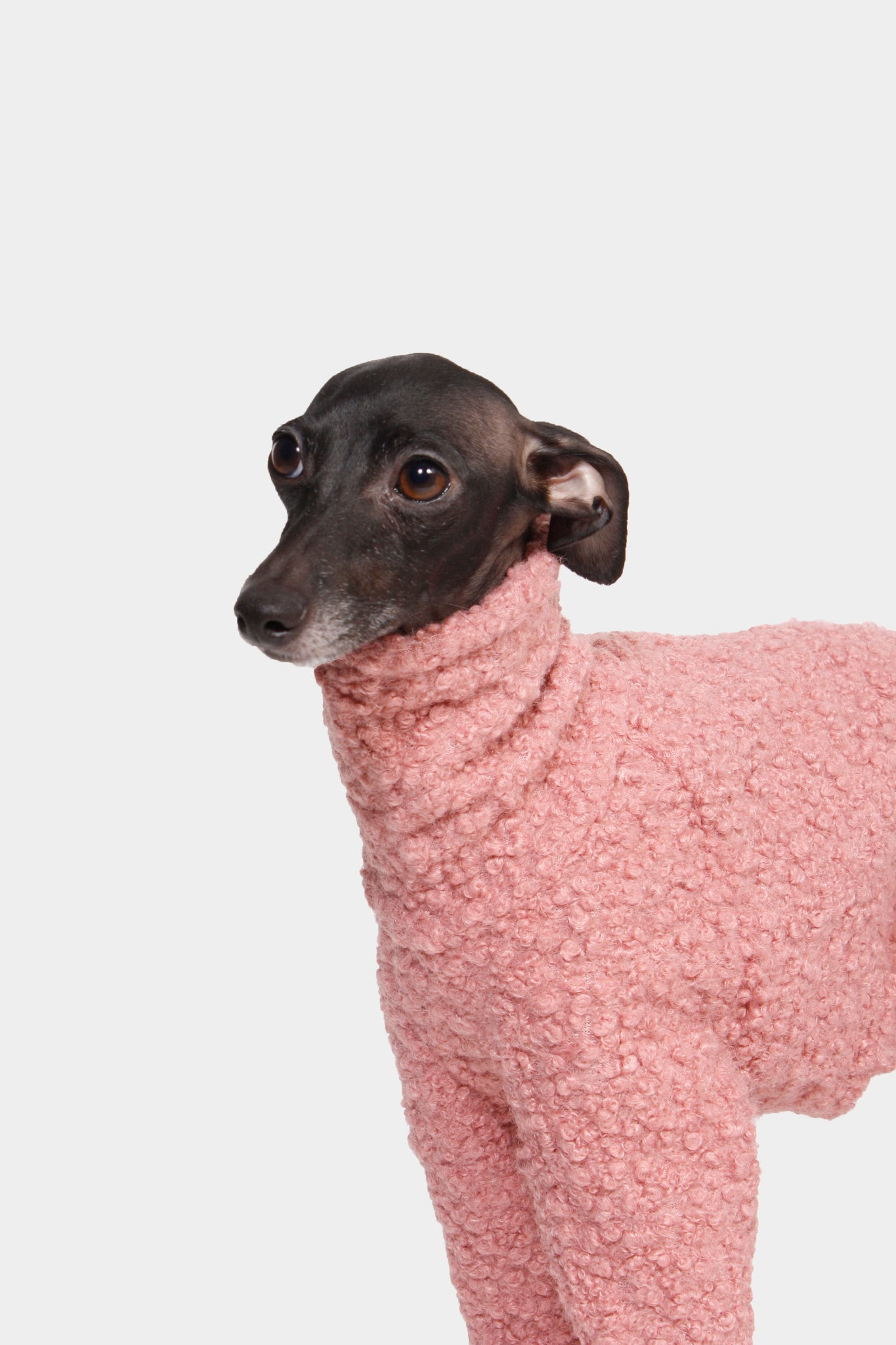 SUDADERA BOUCLE ROSA 4 PATAS - WHIPPET (BAJO PEDIDO)